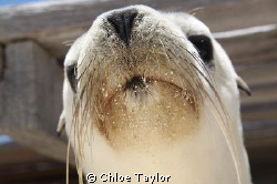 Sea lion pup, Abrolhos Islands by Chloe Taylor 